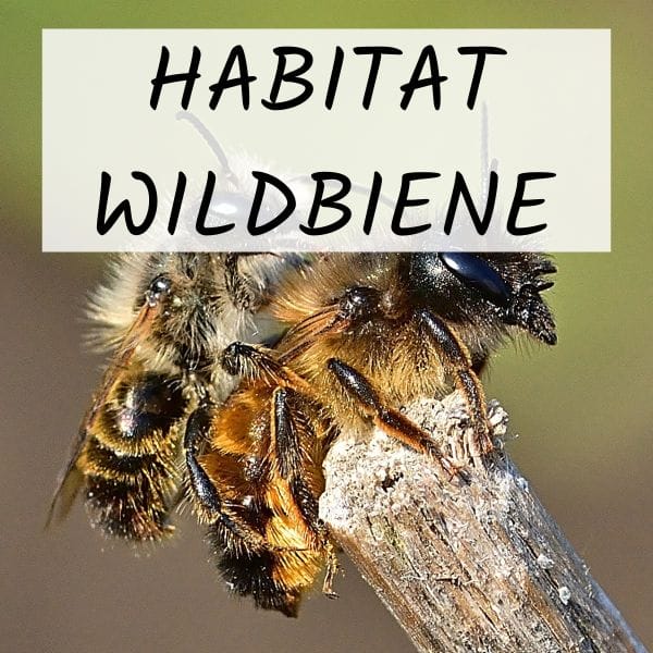 cropped-Habitat_NEU.png
